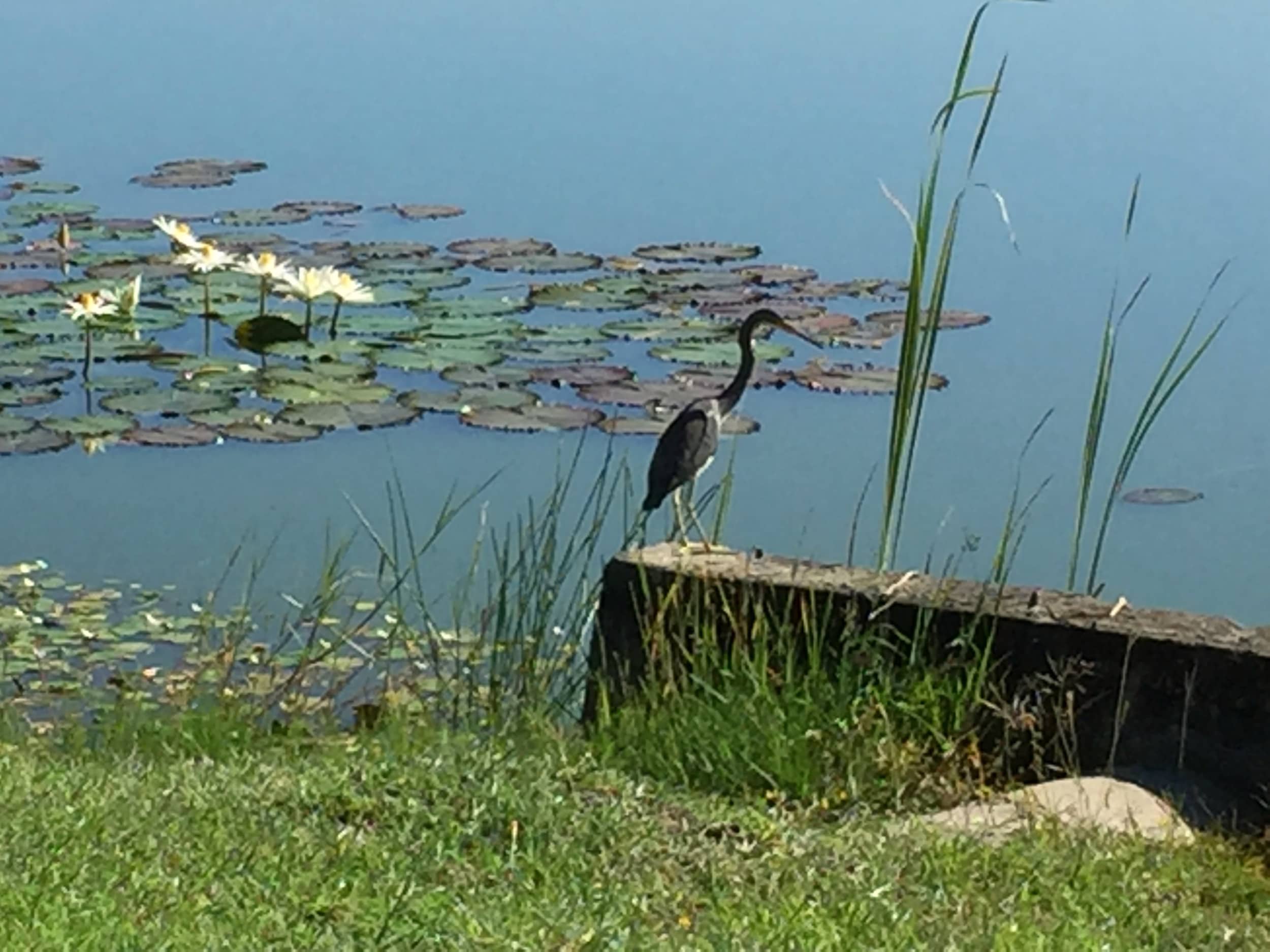 Egret-on-the-lake-at-Buenaventura