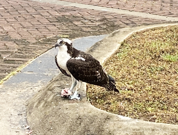 Osprey-eating-fish