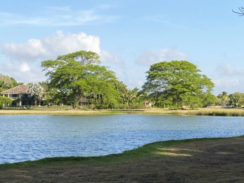 Corotu-trees-across-the-lake