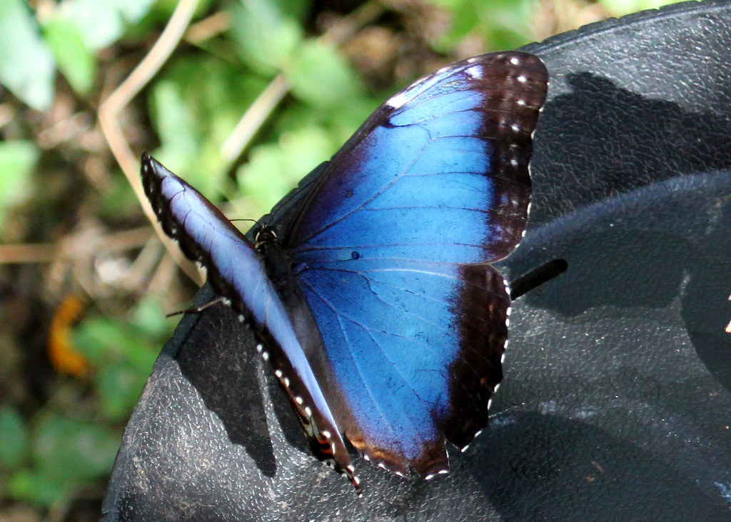 El-Valle-Blue-Morpho-Butterfly