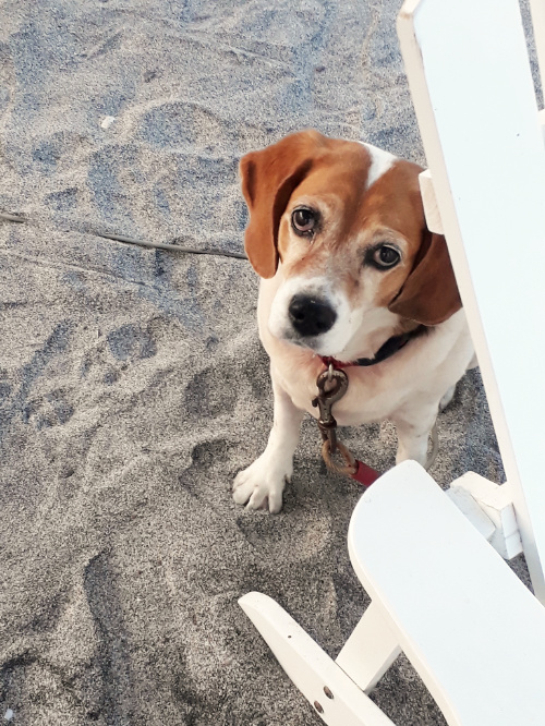 Ginger-the-Beagle