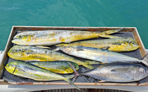 Mahi-Mahi-and-Tuna