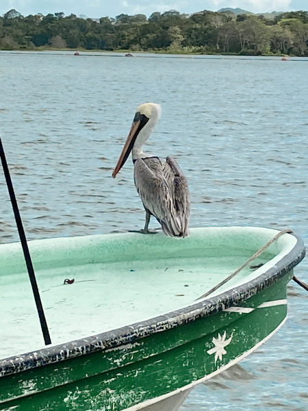 Pelican-Panama-Canal