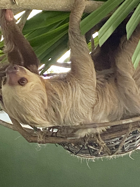 3-toed-sloth-gamboa-sloth-sanctuary