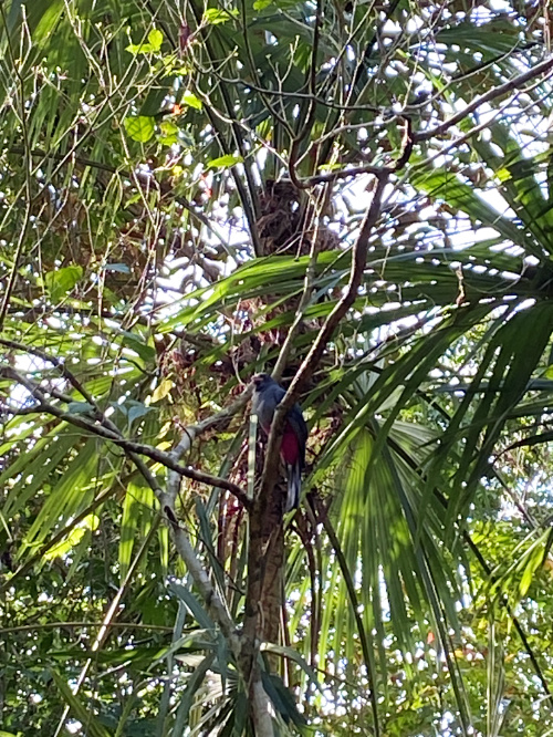 Trogan-Bird-Panama