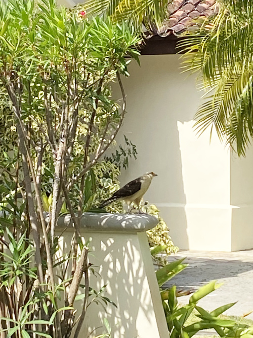 Villa-Ibis-Caracara-Bird