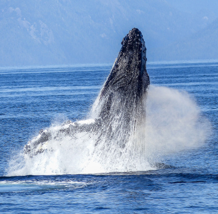 Humpback Whale