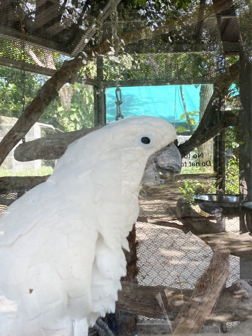 Buenaventura Zoo - Zeus the Cockatoo